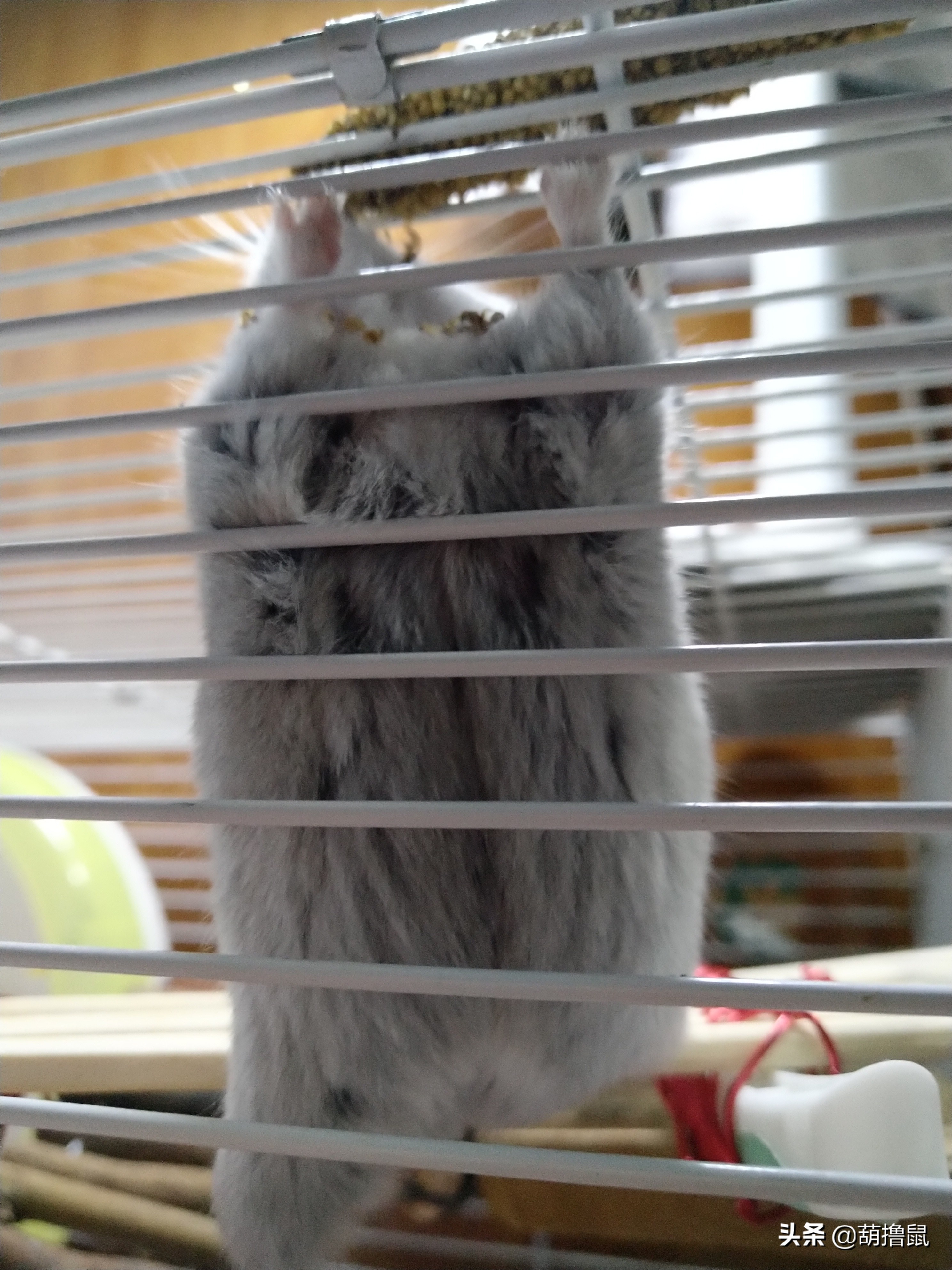 仓鼠怀孕后的注意事项,仓鼠生育注意什么事项图片