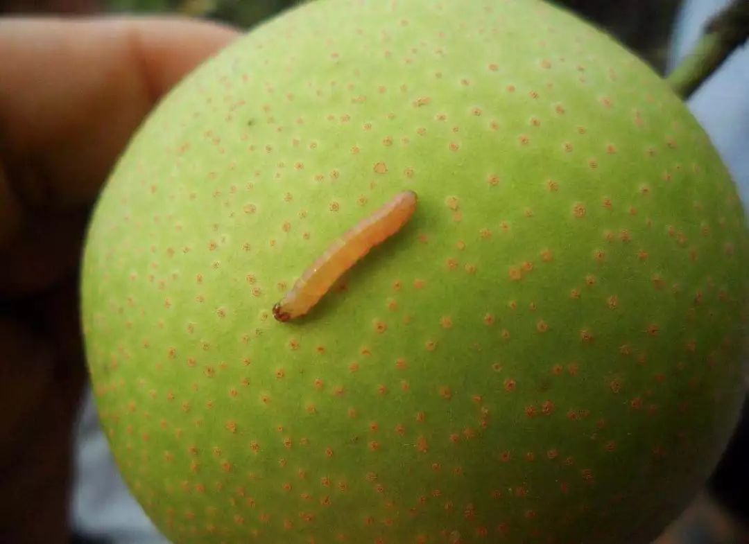 梨树叶子被吃虫害图片及防治方法,梨树八大虫害高清图谱防治方法