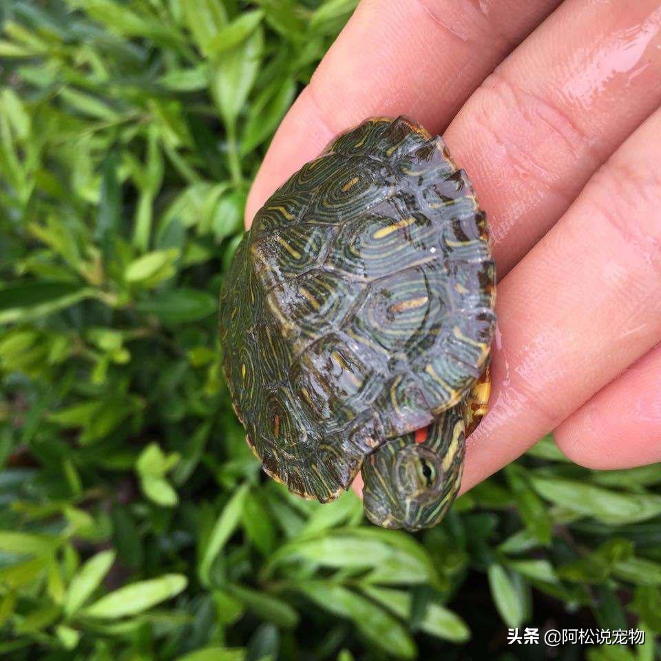 巴西龟容易养还是难养,巴西龟为什么不推荐新手养