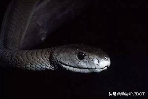 黑曼巴毒蛇的速度,2.5米黑曼巴毒蛇