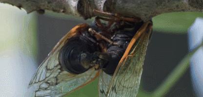 这种蝉中奇葩做了一道数学题，选择了一个让科学家想破脑袋的习性