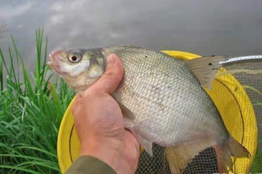 水下有鱼但是不吃饵怎么办,冬天水底有鱼无口怎么办