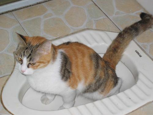 猫咪年老时常遇到的病症，爱它请给它足够的关怀