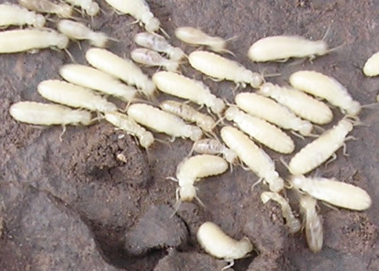白蚁的种类及图片大全,白蚁种类及危害