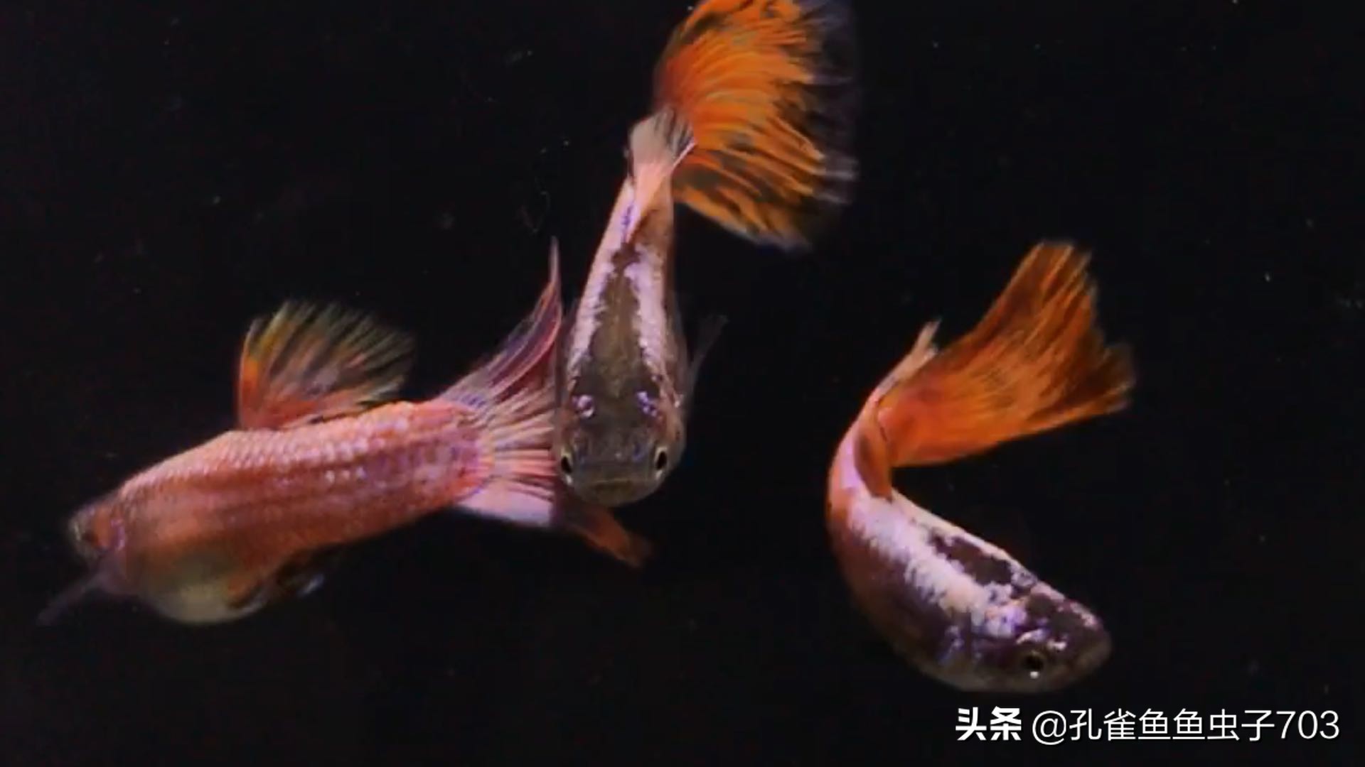 孔雀鱼喂食器原理图,孔雀鱼怀孕怎么喂食