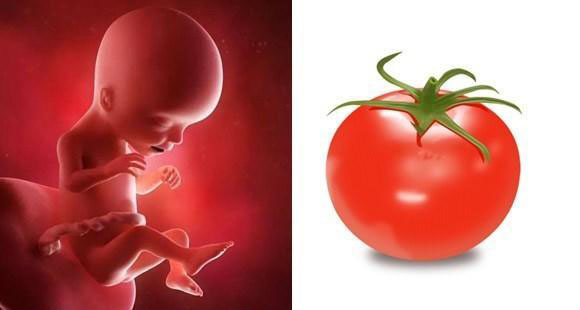 1-40周胎儿发育水果对比图,孕期1-40周胎儿图