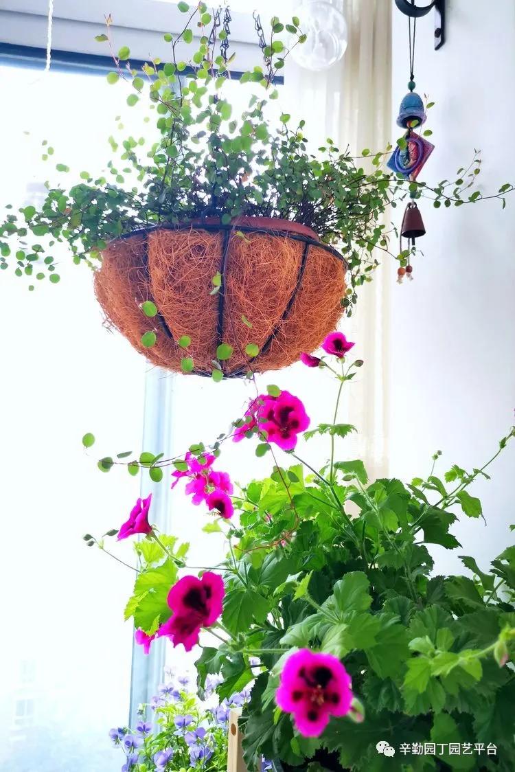 （2021）园丁奖阳台组《008号》星星的花园