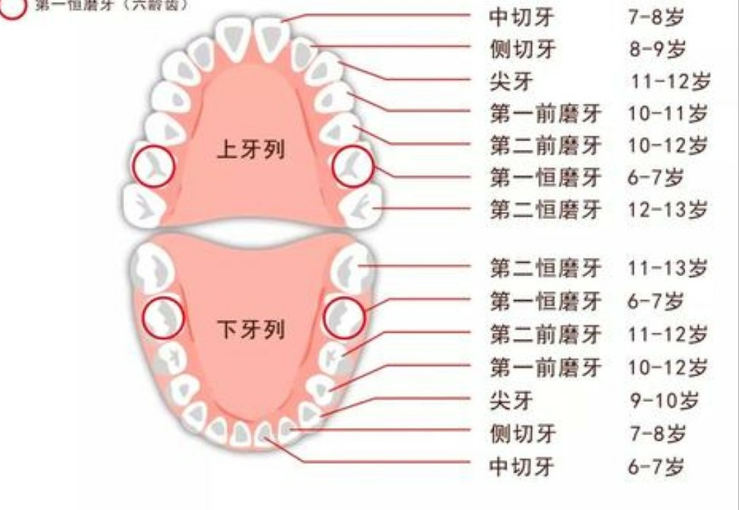 孩子换牙时期,没有做好这几件事,可能要花很长时间去弥补