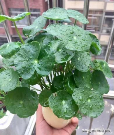 铜钱草不见阳光枯黄了怎么补救,铜钱草蔫了浇水也不吸收怎么办