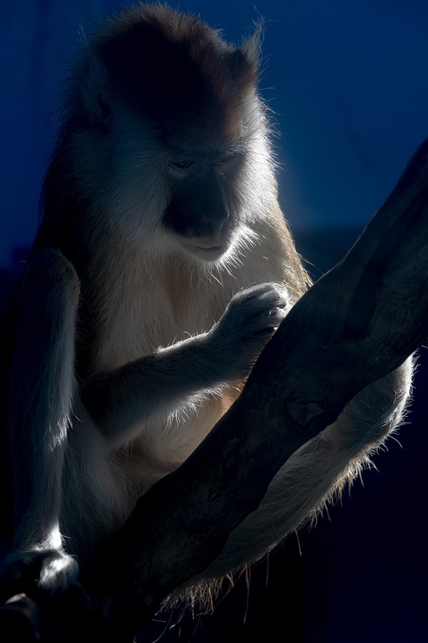 3250万像素仅售7649元，佳能新出的90D单反究竟有多香？