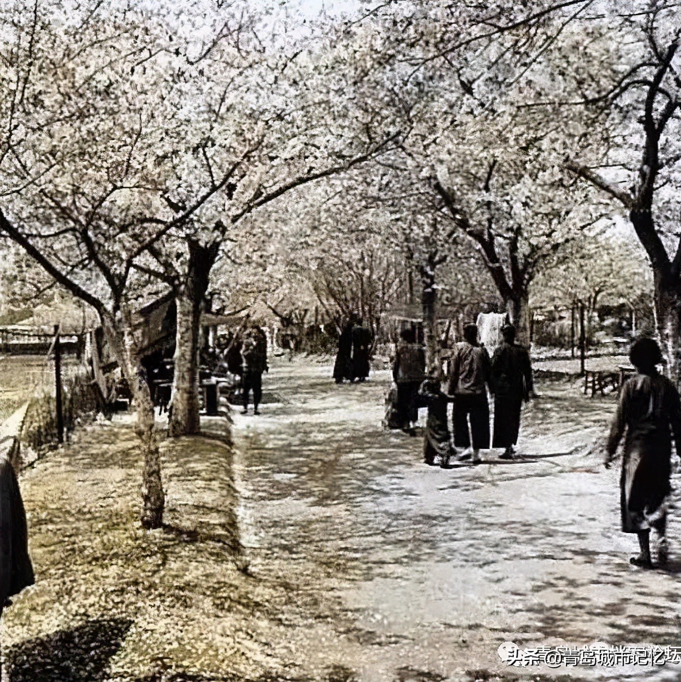 青岛的几个海洋公园哪个好,青岛世博园八大园都是什么园