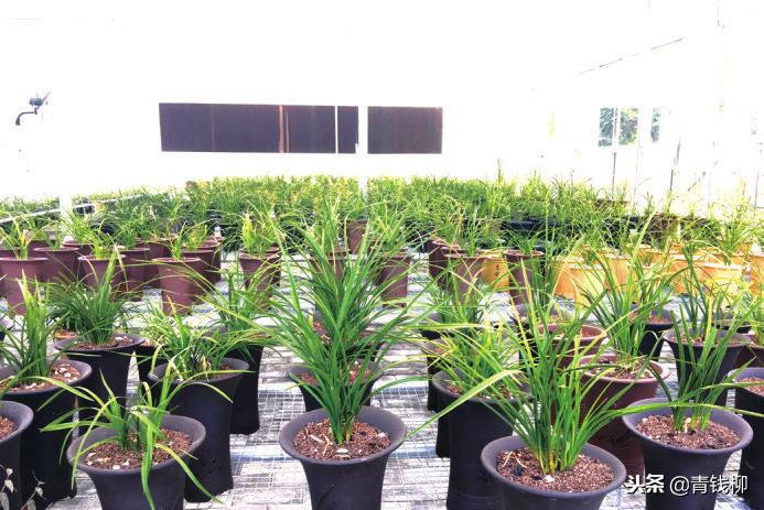 陕西秦岭兰花基地,陕西大秦岭兰花生态种植园