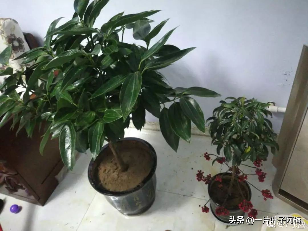 5个植物最招财,能开花又好养的植物又有寓意