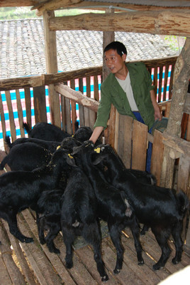 尿素真的可以喂猪吗,尿素喂的牛羊对人有什么危害