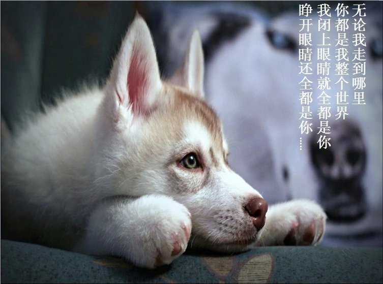 我只想说声爱你,只想再爱你一次