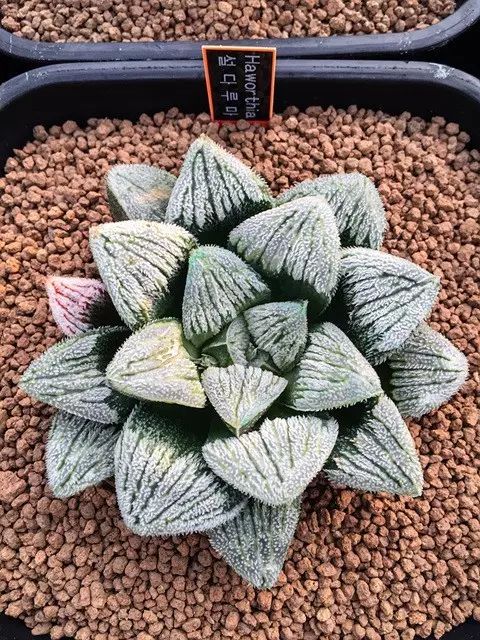 多肉植物好养又容易开花,长相怪异的9种多肉植物