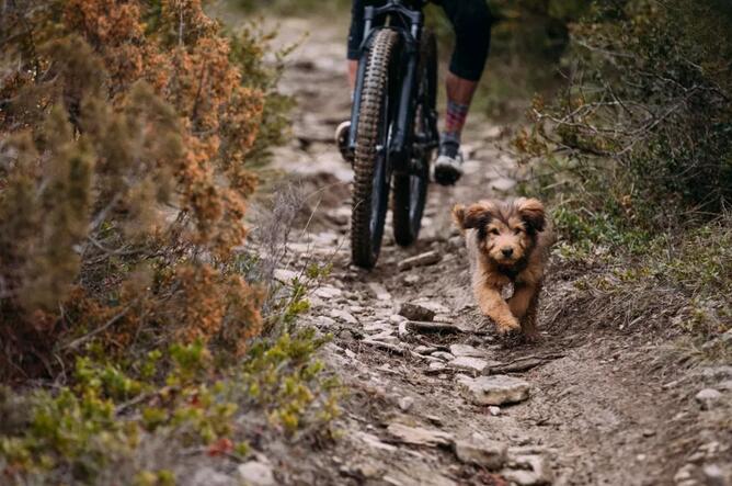 入门级的山地车哪款好,十款性价比高的入门级山地车