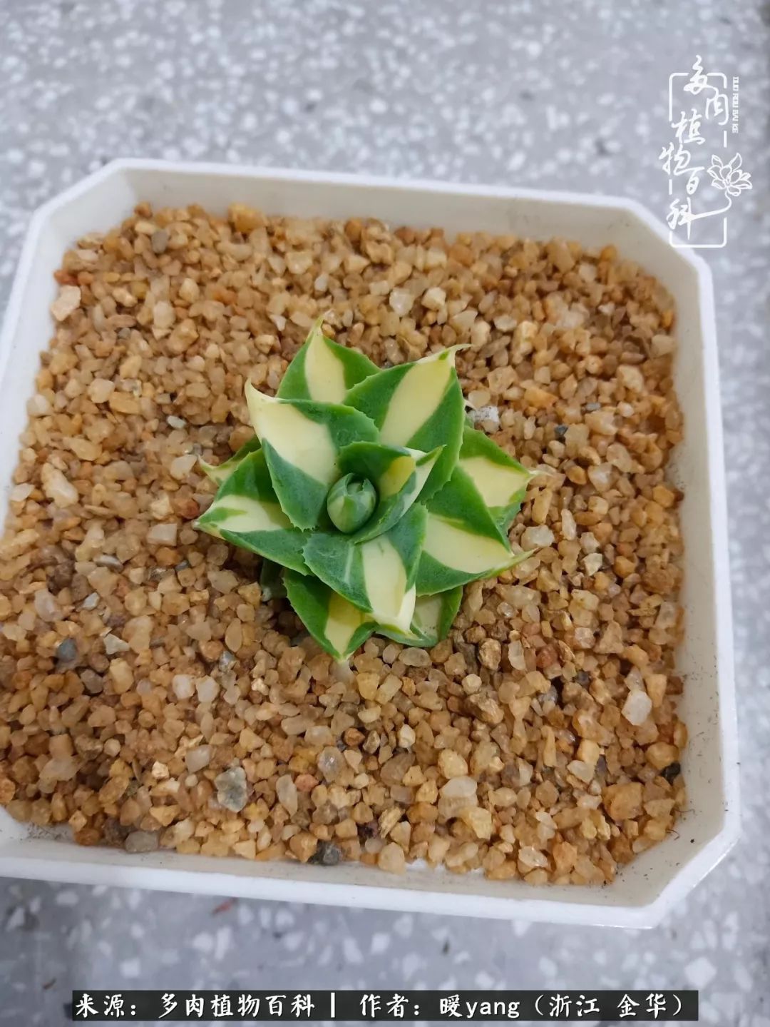 养多肉是业余的纯粹是爱好,每晚7点教您快速入门养多肉