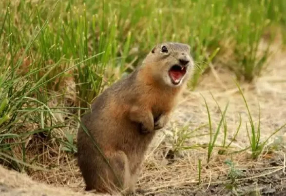 猫咖养小浣熊,小浣熊异宠