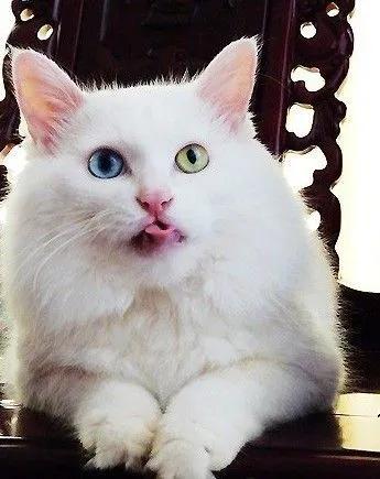 中华田园猫有哪些品种,中华田园猫白色异色瞳