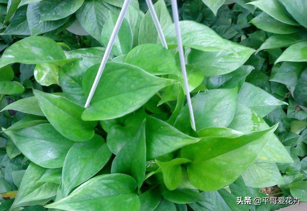 吸附甲醛净化空气的好养的花,室内净化空气除甲醛最好养什么花