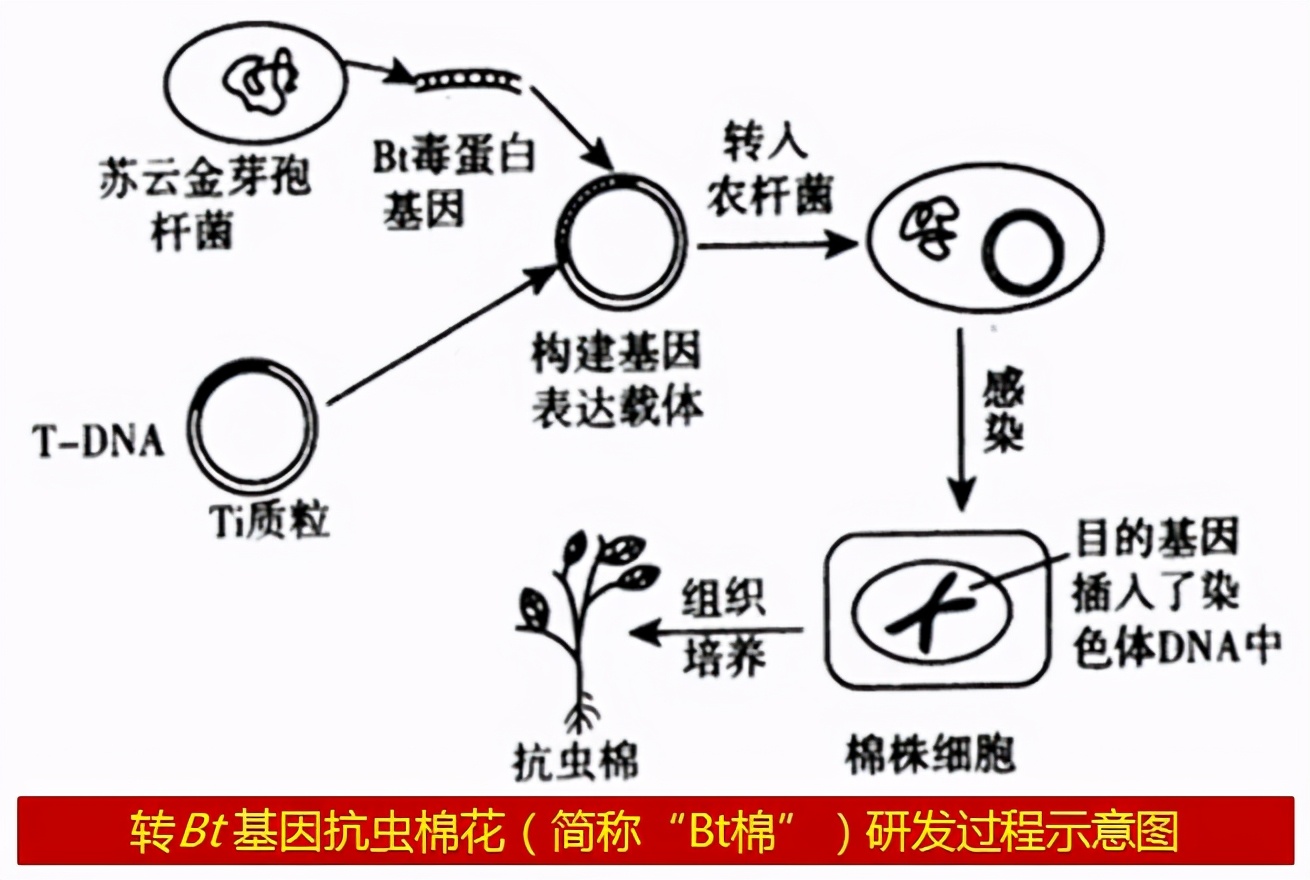 转基因调查纪录片,转基因农作物深度研究报告