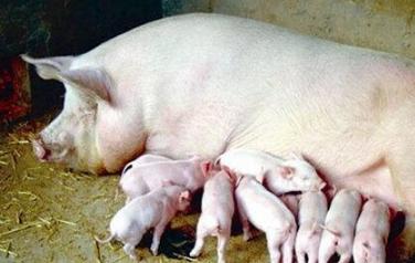 母猪怎么预防产程过长死胎,母猪产前如何能缩短产程