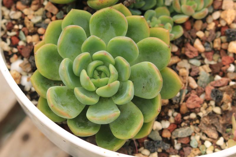 芬达多肉单头,芬达多肉植物