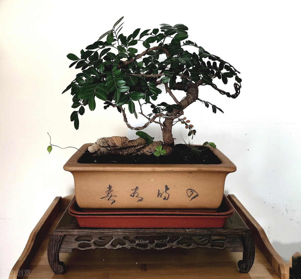 正宗香叶树,野生香叶树