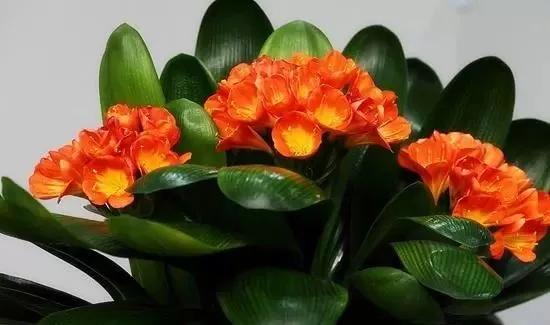 春季给君子兰换盆的正确方法,君子兰有花箭能不能换土换盆