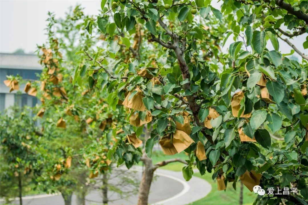 夏日京郊高端民宿,清爽到极致的民宿