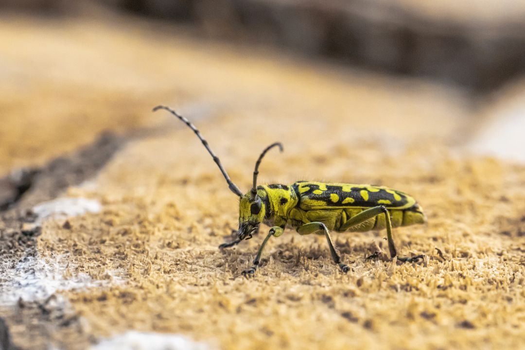好看的鞘翅目昆虫图片,世界上最罕见的昆虫摄影