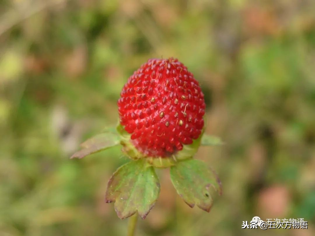 蛇莓是蛇的食物吗,蛇莓和蛇的视频