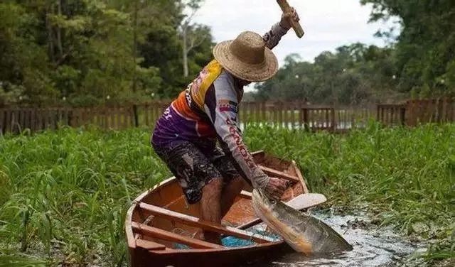 世界十大凶猛淡水鱼类,顶级淡水鱼类