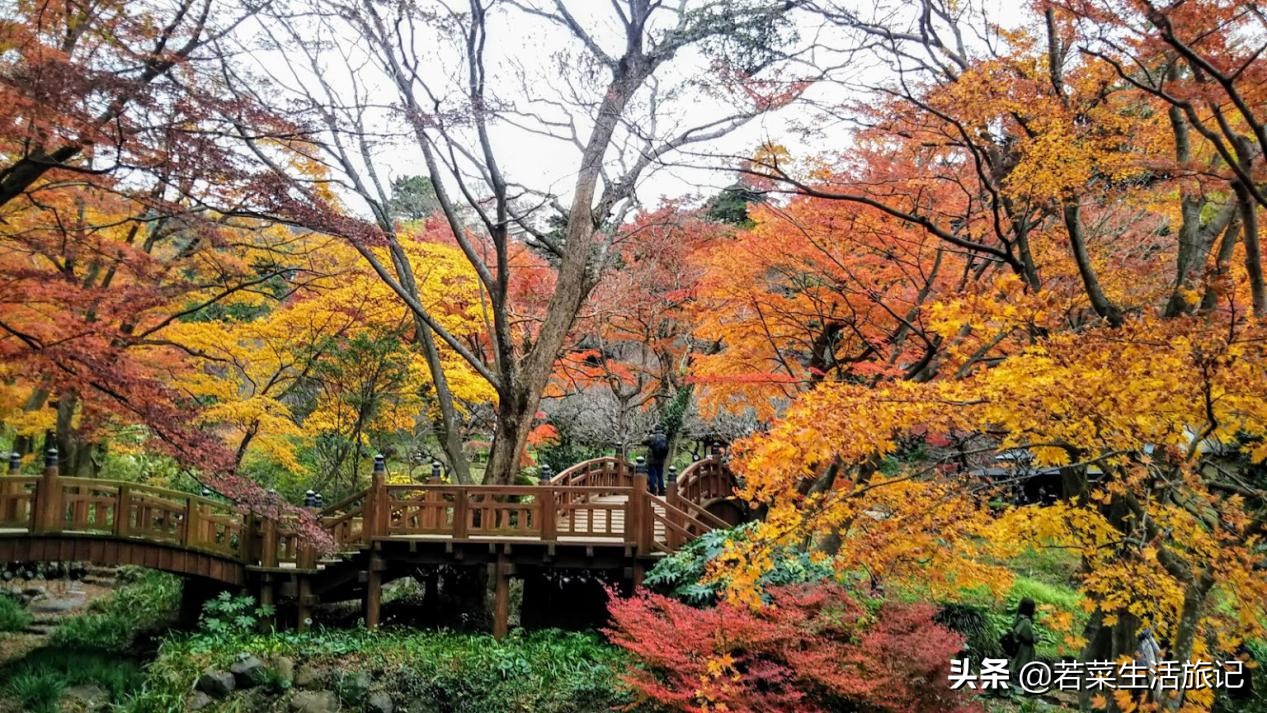 热海温泉和荷花温泉哪个好,日本三大温泉旅游攻略