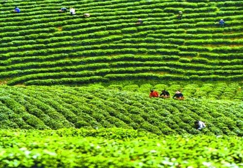 贵州茶叶十大名茶,安徽茶叶十大名茶