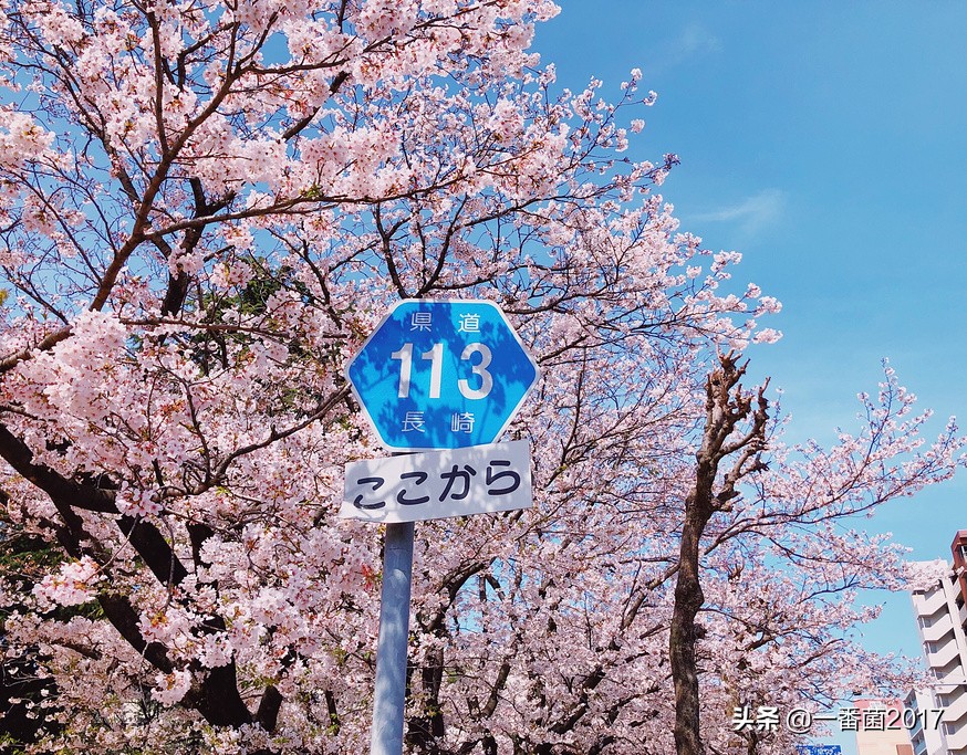 「一番带你看名校」第四十五期：长崎大学