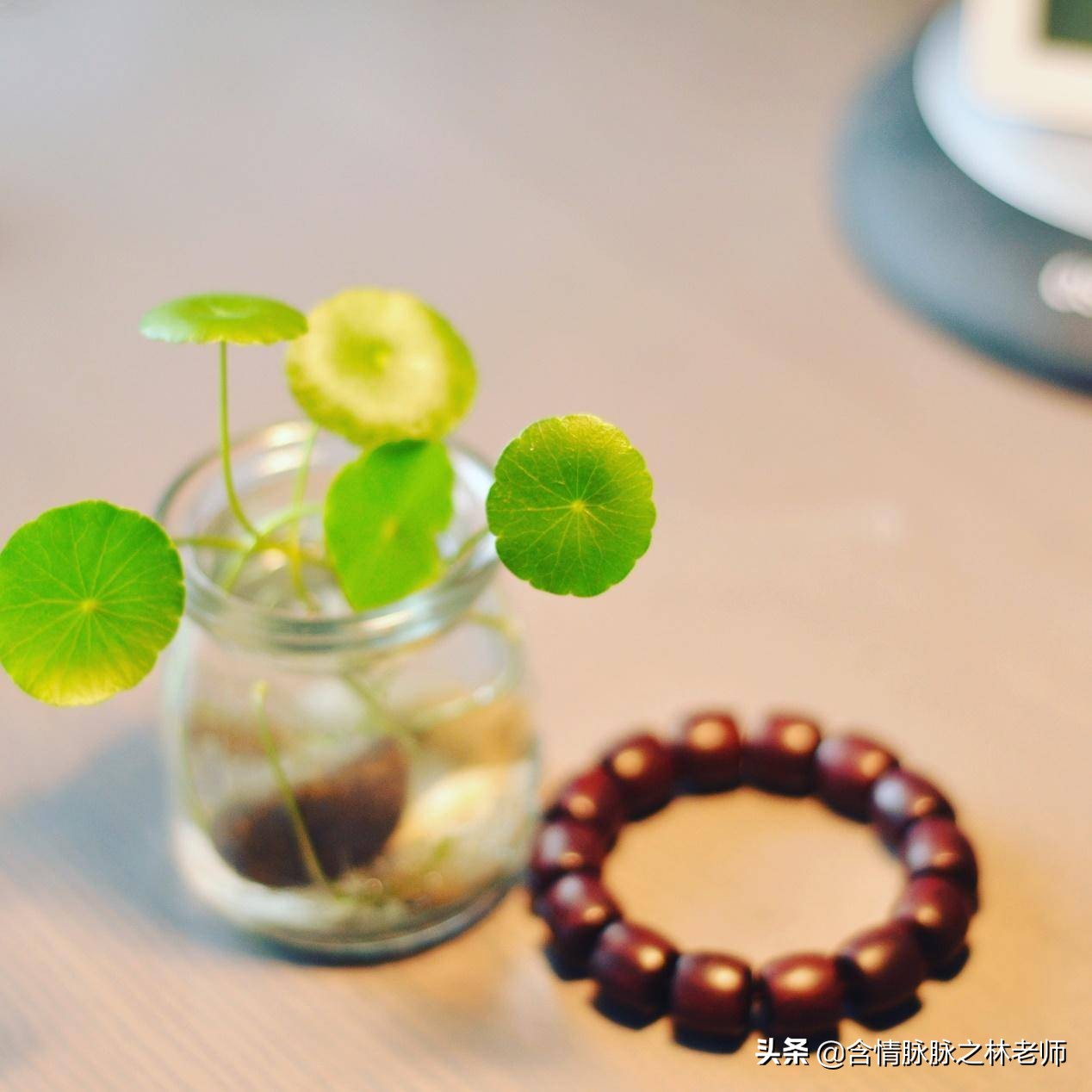 家里植物长得不好有什么说法,家里什么植物都养不好是什么原因