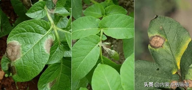 马铃薯豆角病害图谱,马铃薯病害图谱大全