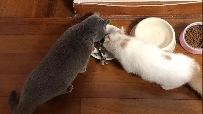 不建议养猫的十大坏处,奉劝各位养猫的朋友千万别养两只