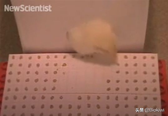 招财猫是是左撇子还是右撇子？