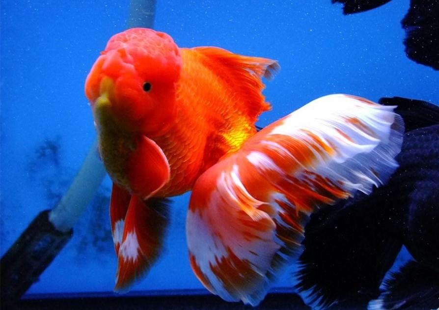 绿水养金鱼好还是清水养金鱼好,用什么水养金鱼最好