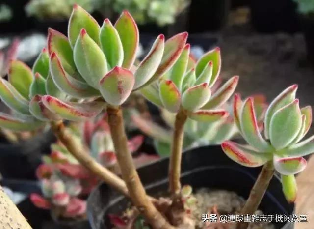 365种多肉图谱大全,365种鲜花图册大全