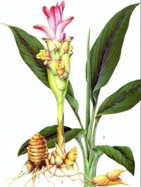 中医治疗更年期综合征的研究,更年期综合征中医能治愈吗