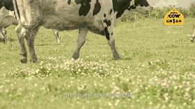 认养一头牛超值购,特价认养一头牛