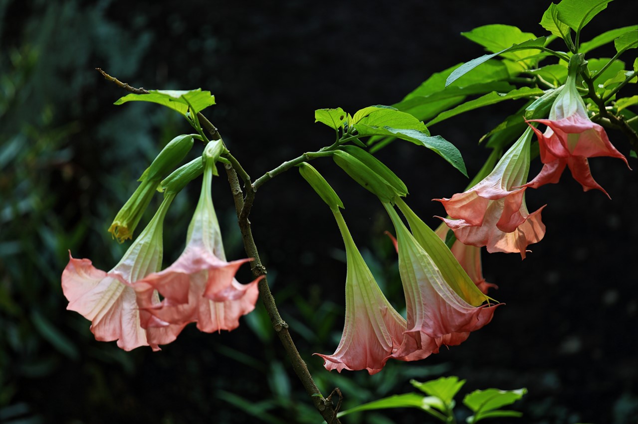 养花也要经历九九八十一难,养花的苦恼有哪些