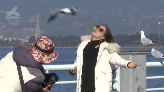 “屎到淋头”？嘴叼面包喂昆明海鸥大家最担心的事情发生了？