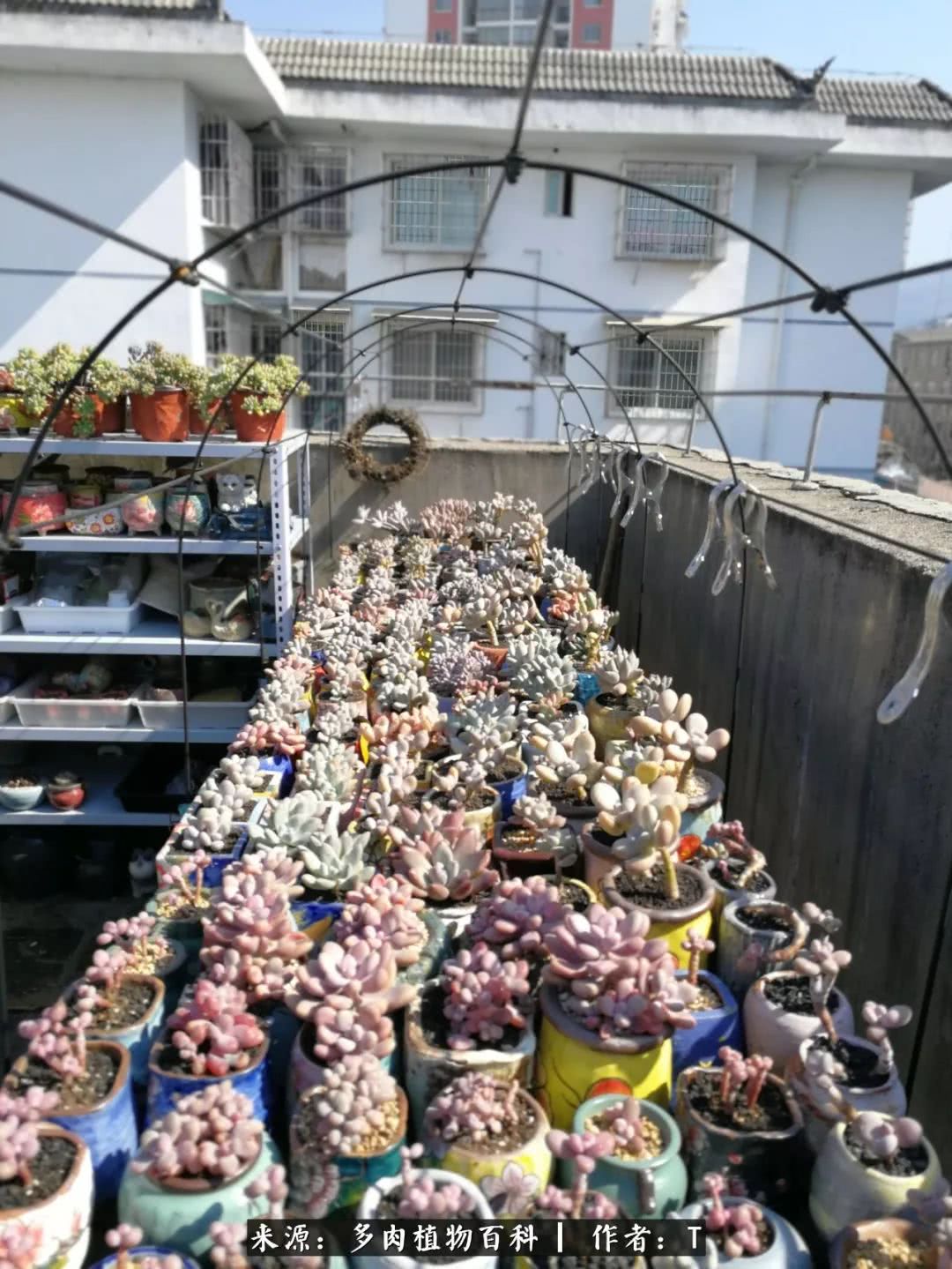 多肉还可以这样玩(上):八年养肉路剪影!