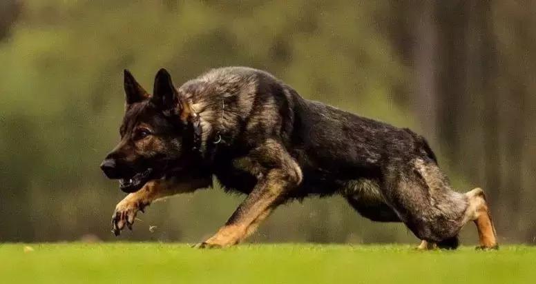 「希德勒之刃」综合素质接近完美的东德牧羊犬，了解一下？