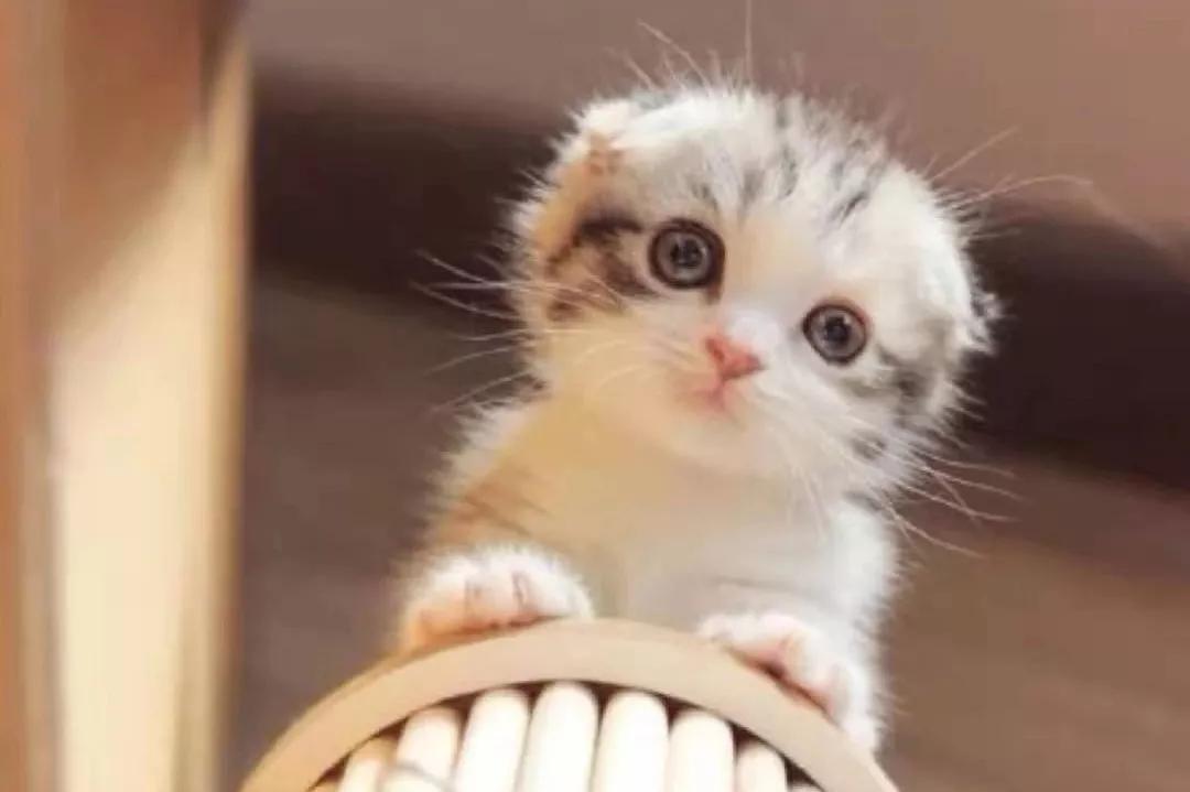 猫不听话该怎么养,养猫可以不打针吗